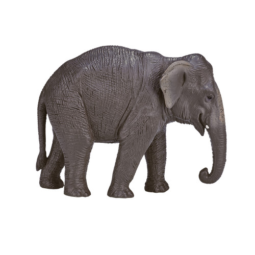 Mojo asian elephant wild zoo - mojo,