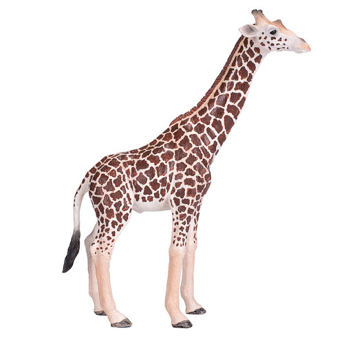 Giraffe male wild zoo - male,