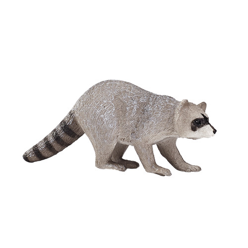 Mojo raccoon wild - raccoon, zoo