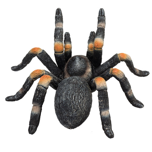 Red kneed tarantula wild - red, zoo