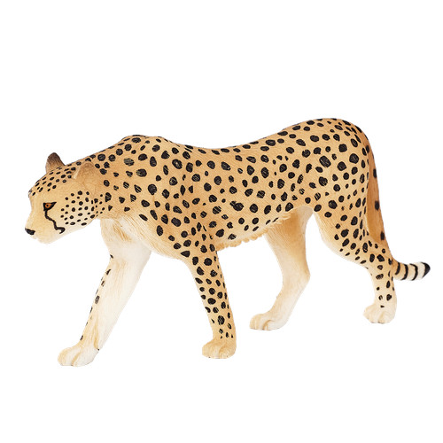 Mojo cheetah wild zoo animals - wild,