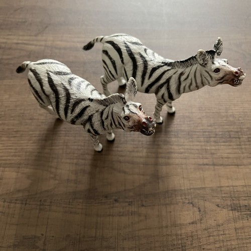 Zebra wild zoo animals - wild, play