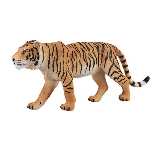 Mojo bengal tiger wild - wild, zoo