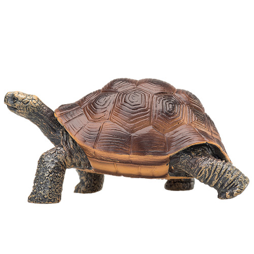 Mojo galapagos tortoise - galapagos, wild