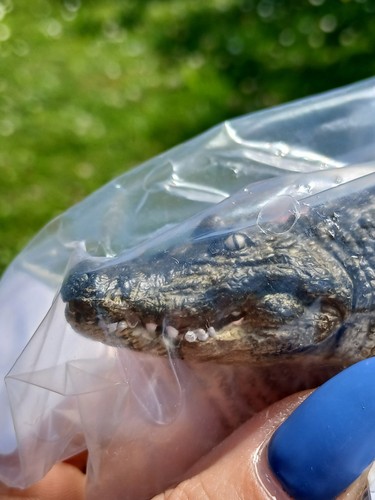 Schleich alligator - schleich, (chipped)