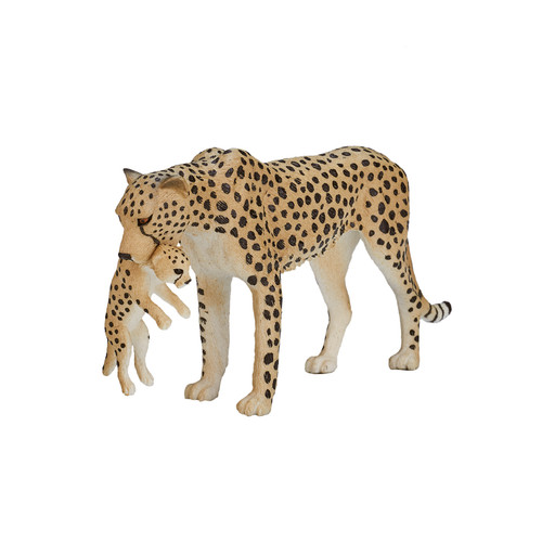 Cheetah cub wild - cub, zoo